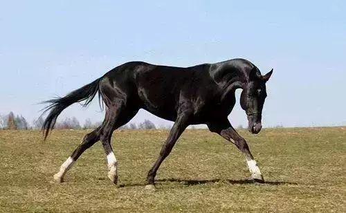 澳門今晚開特馬四不像圖,澳門今晚開特馬四不像圖——警惕賭博犯罪，守護社會安寧