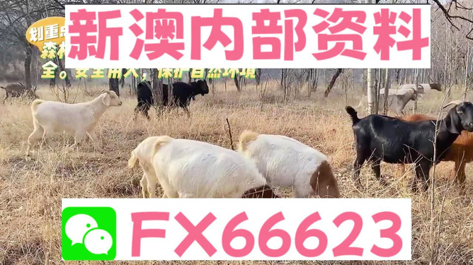 新澳2024今晚開獎(jiǎng)資料四不像,新澳2024今晚開獎(jiǎng)資料四不像，探索彩票背后的故事與奧秘