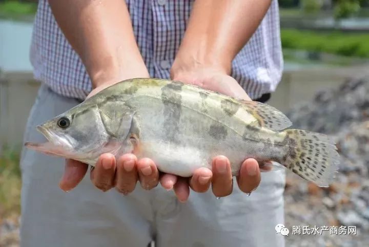 廣東桂花魚最新價格,廣東桂花魚最新價格動態(tài)分析