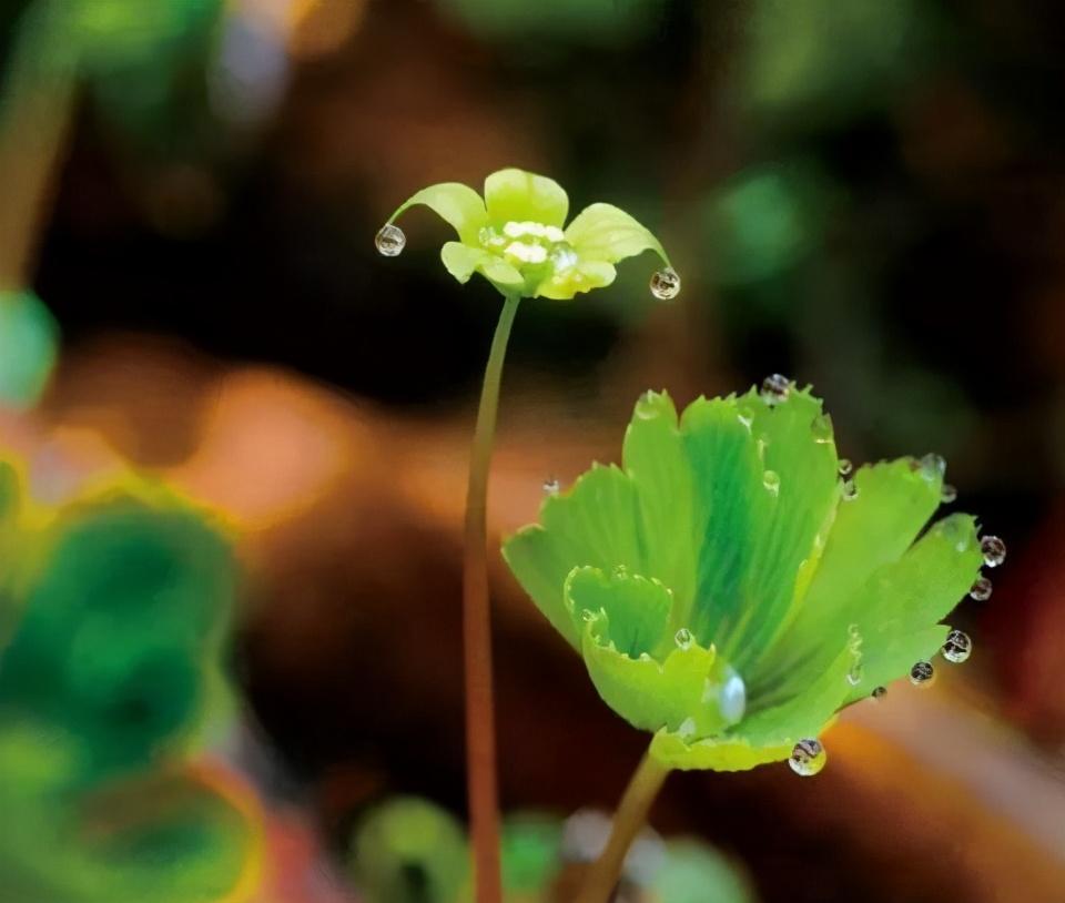 孤獨(dú)葉子視頻本月最新,孤獨(dú)葉子的視頻，本月最新探索與感悟