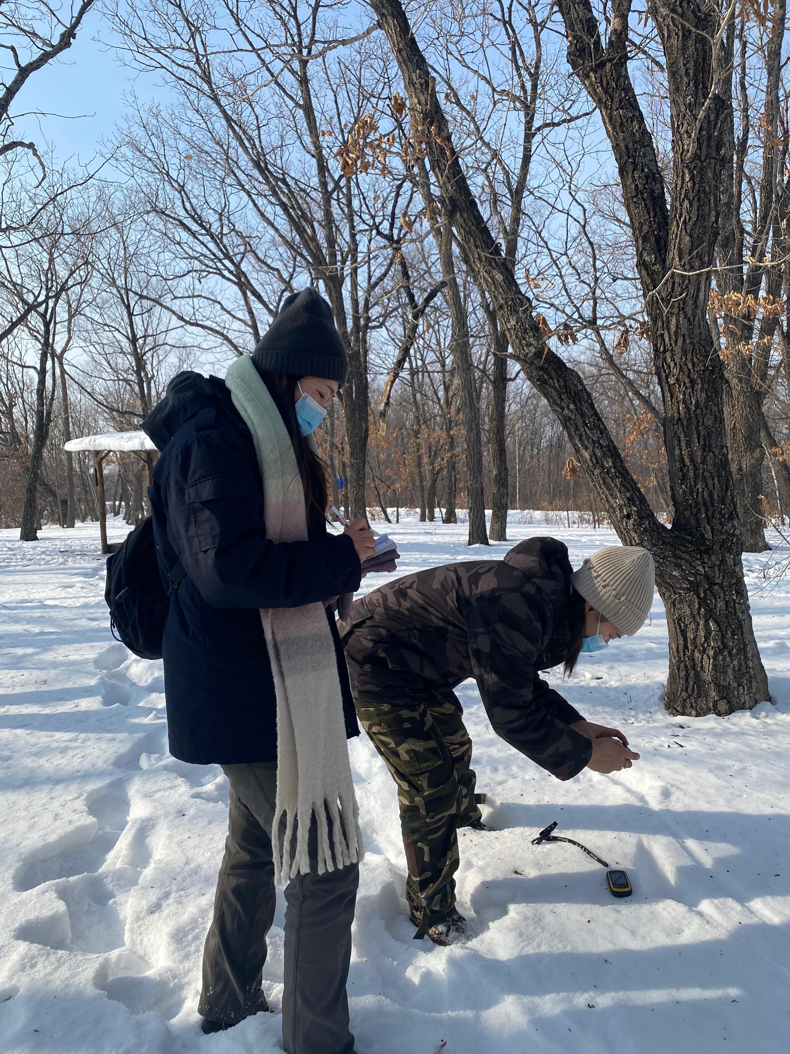 東寧虎豹公園最新消息,東寧虎豹公園最新消息，自然生態(tài)的新篇章