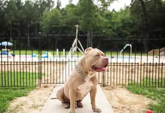 比特犬酷魄最新消息,比特犬酷魄最新消息，熱血追蹤與獨特魅力的展現(xiàn)