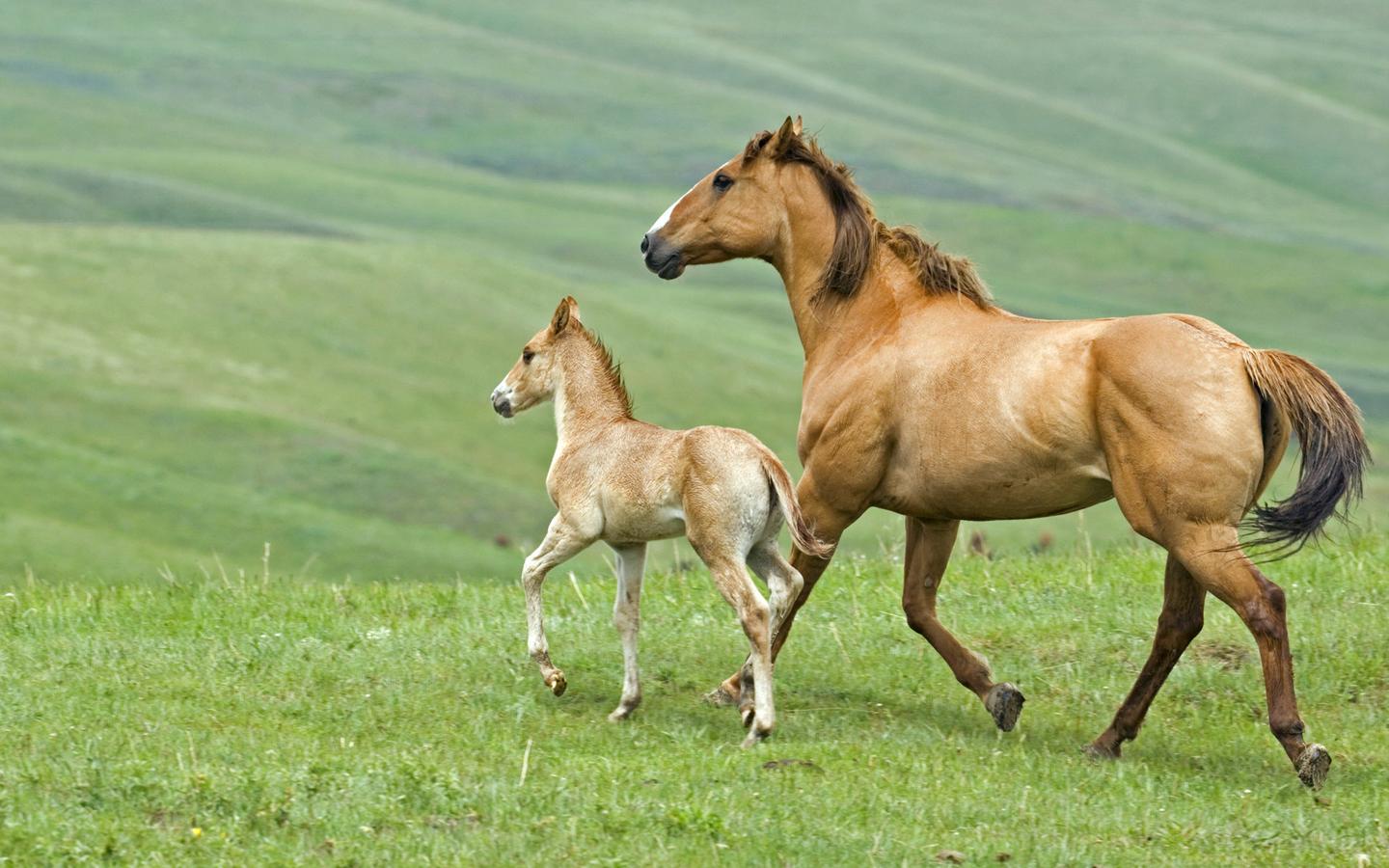 澳門今晚開特馬四不像圖|英語釋義解釋落實(shí),澳門今晚開特馬四不像圖，英語釋義解釋落實(shí)